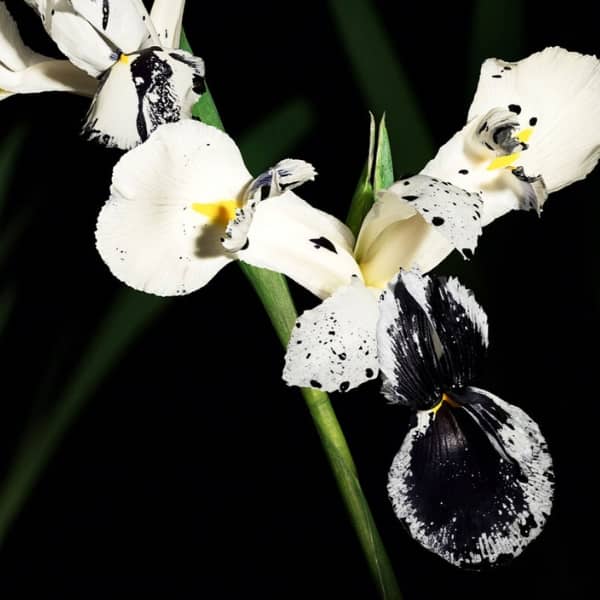 Yves Saint Laurent Muse